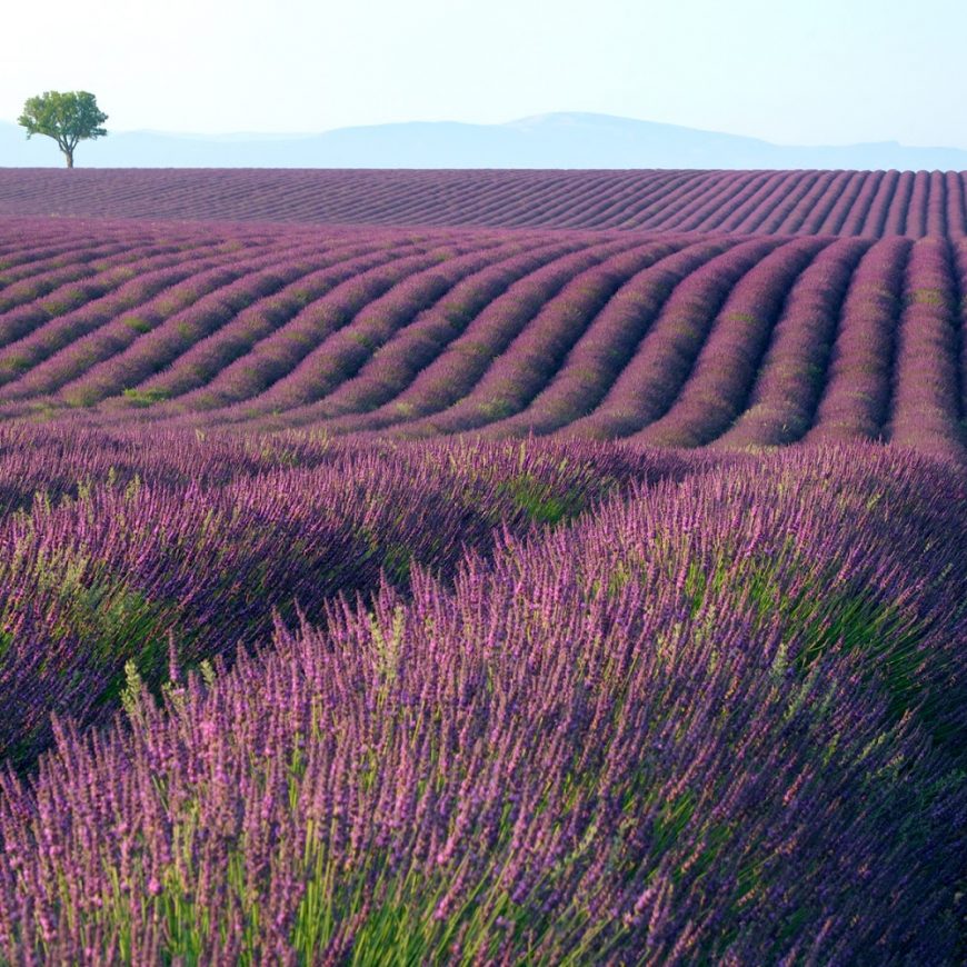 Alfazema e Lavanda é a mesma coisa?